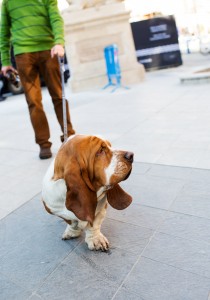 Fotógrafo_Bodas_familias_Vista_mascotas