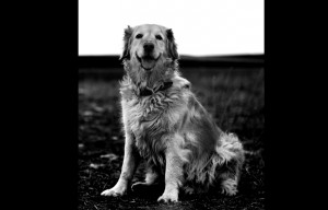 fotografo de mascotas mallorca jana dog