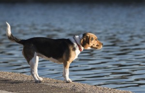 Fotógrafo_mascotas_bodas_Encinitas_Vista